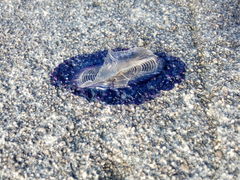 Velella velella