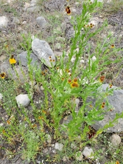 Helenium microcephalum