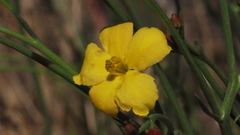 Menodora scabra glabrescens