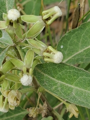 Asclepias emoryi