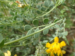 Coronilla minima lotoides