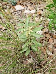 Asclepias emoryi