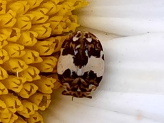 Anthrenus delicatus