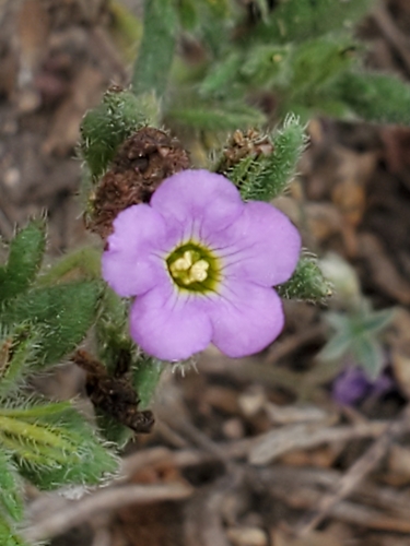 Bristly nama (Nama hispida)