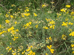 Coronilla minima lotoides