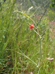Lathyrus setifolius