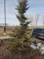 Picea glauca densata