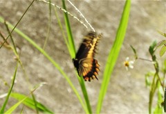Papilio polyxenes americus