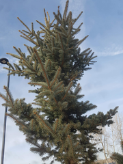Picea glauca densata