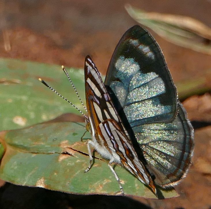 Dynamine aerata