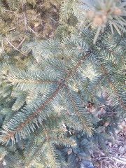 Picea glauca densata