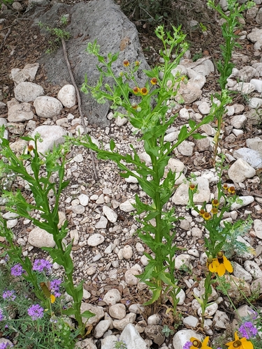 Image of Helenium microcephalum by (c) Jo Roberts, some rights reserved (CC BY)