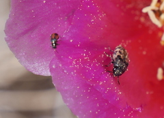 Coccinella monticola