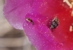 Coccinella monticola