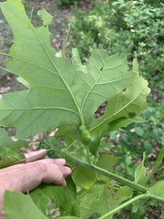 Melikaiella tumifica