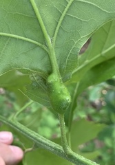 Melikaiella tumifica