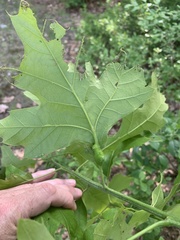 Melikaiella tumifica