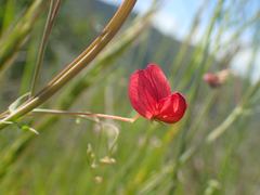 Lathyrus setifolius
