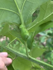 Melikaiella tumifica