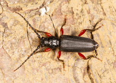 Tetropium castaneum