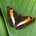 Adelpha thesprotia - Photo (c) Andrew Neild, some rights reserved (CC BY-NC-ND)