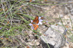 Euphydryas desfontainii