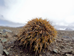 Deschampsia antarctica