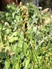 Carex senta