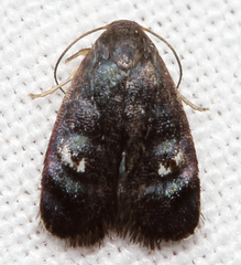 Menesta tortriciformella