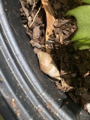 Bulimulus bonariensis