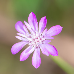 Xeranthemum