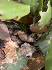 Bulimulus bonariensis