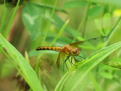 Sympetrum semicinctum