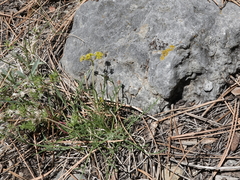 Lomatium graveolens alpinum