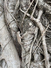 Anolis cristatellus