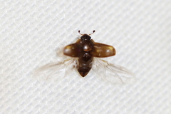 Amphicrossus ciliatus