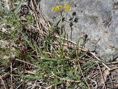 Lomatium graveolens alpinum