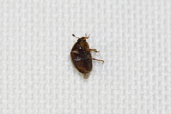 Amphicrossus ciliatus