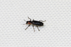 Placopterus thoracicus