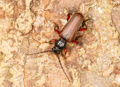 Tetropium castaneum