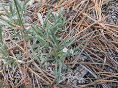 Oreocarya suffruticosa setosa