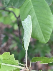 Olethreutes appendiceum