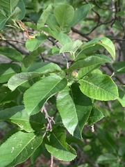 Olethreutes appendiceum