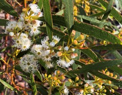 Eucalyptus gracilis