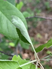 Olethreutes appendiceum