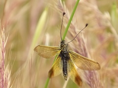 Libelloides ictericus