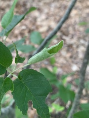 Olethreutes appendiceum