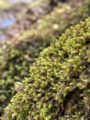 Pseudohygrohypnum eugyrium