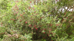 Crinodendron hookerianum