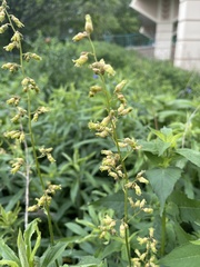 Heuchera richardsonii